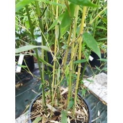 Bambus Phyllostachys Bissetii 10L 130-180cm