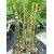Bambus Phyllostachys Bissetii 10L 130-180cm