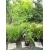 Pachnący Bambus Phyllostachys atr. 'Green Perfume' 5L 80-150cm