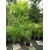 Pachnący Bambus Phyllostachys atr. 'Green Perfume' 5L 80-150cm