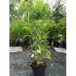 Pachnący Bambus Phyllostachys atr. 'Green Perfume' 3L 60-80cm