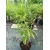 Pachnący Bambus Phyllostachys atr. 'Green Perfume' 3L 60-80cm