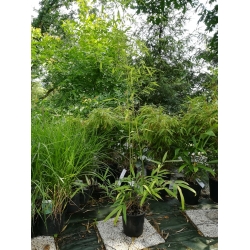 Bambus Phyllostachys Humilis 3L 140-200cm