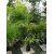 Bambus Phyllostachys Humilis 3L 140-200cm