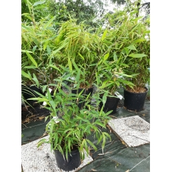 Bambus Phyllostachys Pekinensis 3L 40-80cm