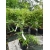 Bambus Phyllostachys Pekinensis 3L 40-80cm