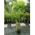 Bambus Phyllostachys aureosulcata f.spectabilis 2,5L 60-200cm