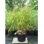 Bambus Fargesia Rufa Fargezja Rozłożysta 5L 60-80cm