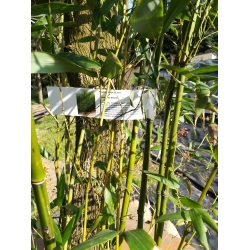 Bambus Phyllostachys Bissetii 18L 150-200cm