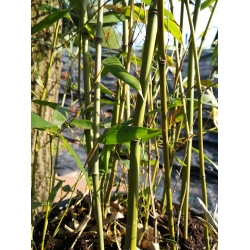 Bambus Phyllostachys Bissetii 18L 150-200cm