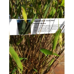 Bambus Fargesia nitida ‘Great Wall’ Fargezja Lśniąca 5L 60-90cm