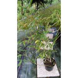 Bambus Phyllostachys Nuda 3L 100-125cm