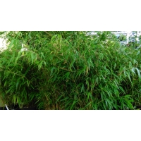 Bambusy Drzewiaste